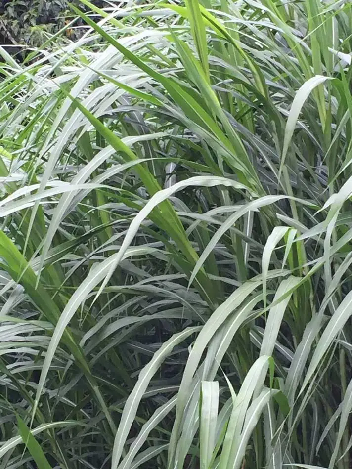 Pennisetum sp