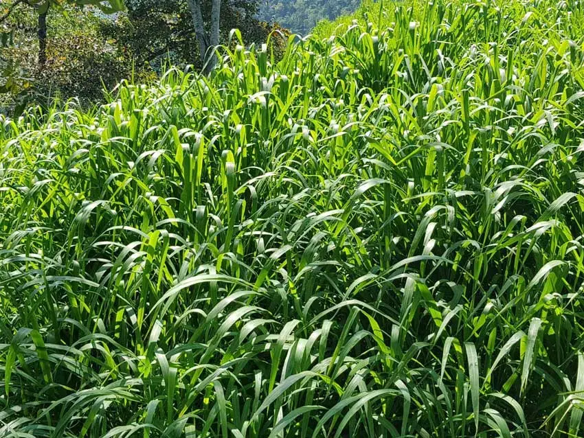 Pasto Castilla Megathyrsus maximus