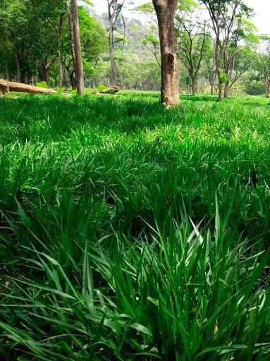 Brachiaria híbrida
