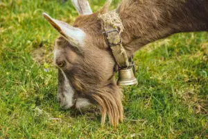 pastos y forrajes - cabras