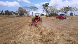 pastos y forrajes - producción de pastos y forrajes