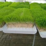 forraje verde hidropónico - cultivo hidropónico