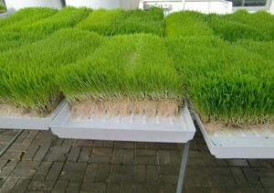 forraje verde hidropónico - cultivo hidropónico
