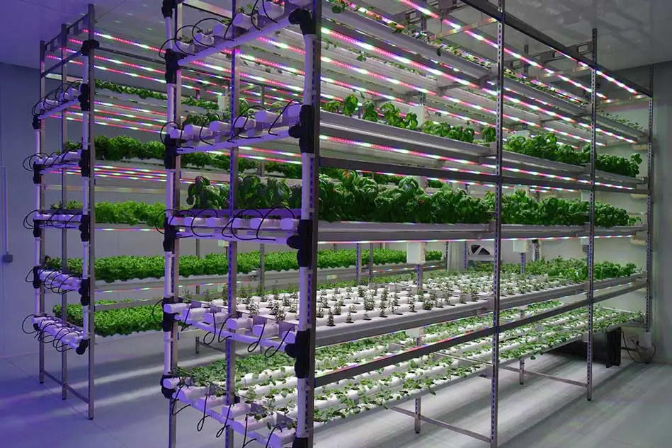 fabricas de plantas para forraje