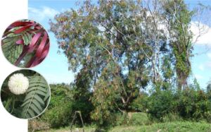 leucaena leucocephala - bancos de proteínas