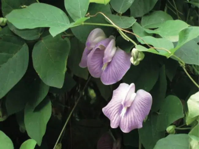 Centrosema macrocarpum