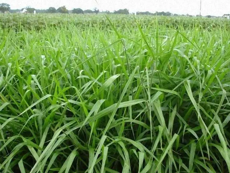 Brachiaria brizantha