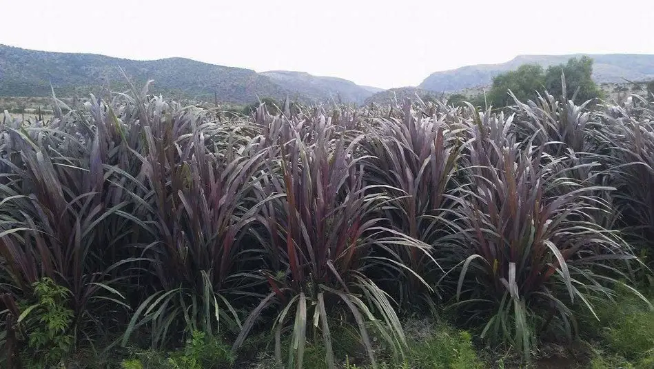 Pennisetum purpureun