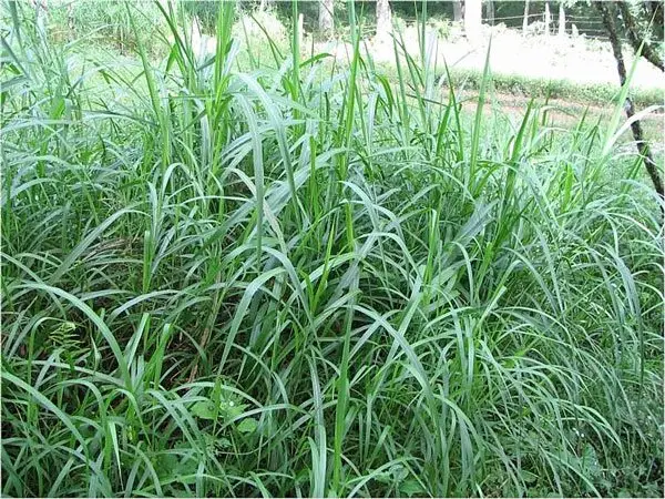 Pasto Elefante (Pennisetum purpureum)