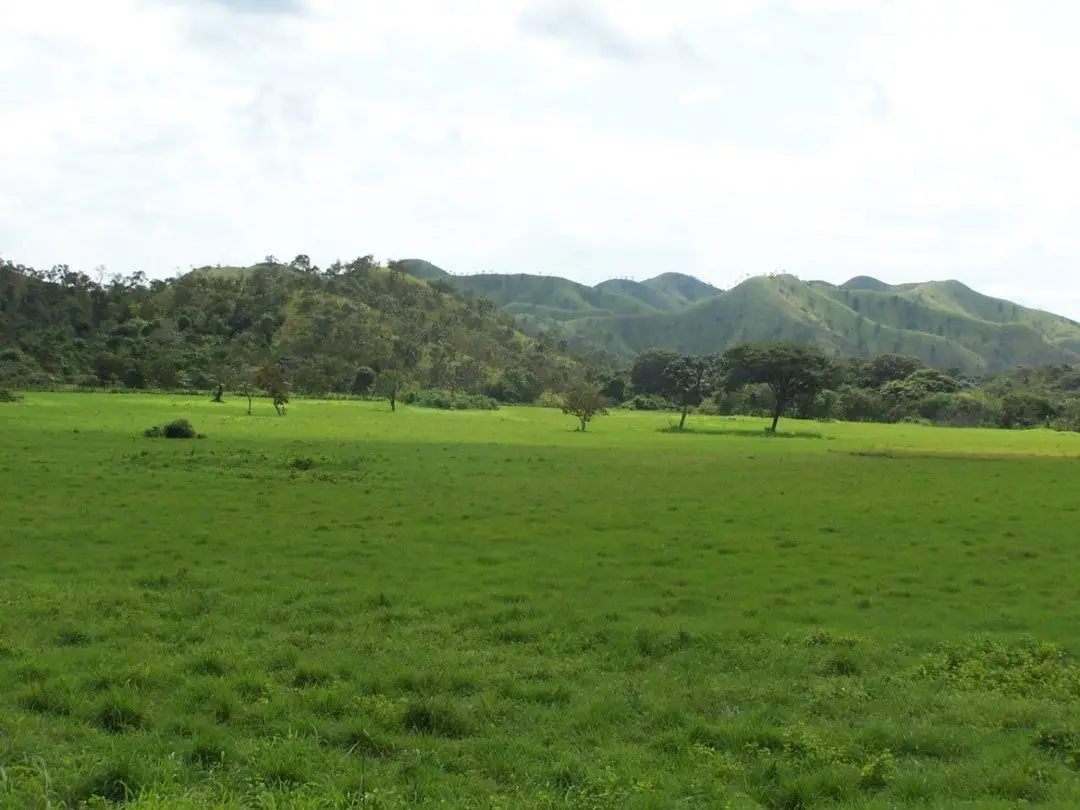 forraje o pasto