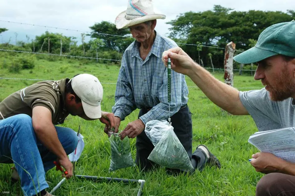 muestreo de pasto