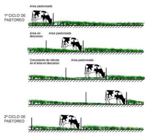 pastos y forrajes para ganado - manejo de pastos y forrajes