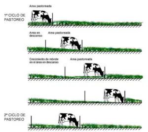 pastos y forrajes para ganado - manejo de pastos y forrajes