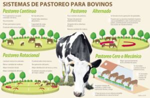 pastos y forrajes - pastos y forrajes para ganado