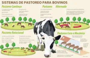 pastos y forrajes - pastos y forrajes para ganado