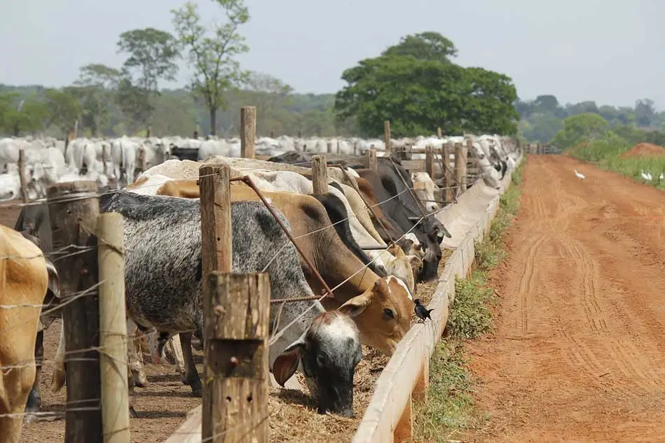 vacas comiendo pasto