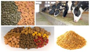 ganado vacuno - ganado vacuno alimentación