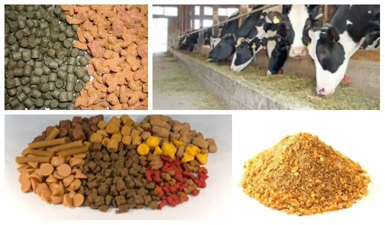 piensos para animales