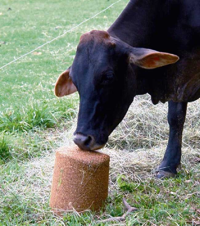 bloque multinutricional para el ganado