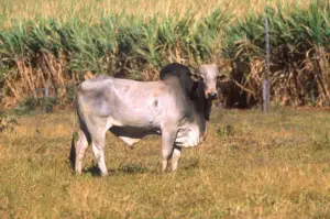 ganado vacuno - ganado vacuno de carne