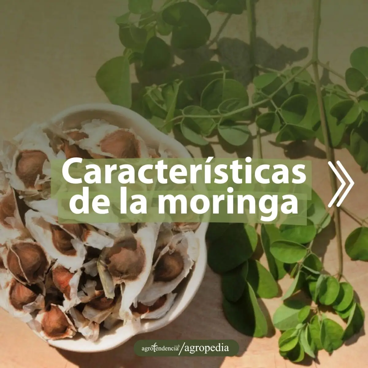 hojas y semillas de moringa