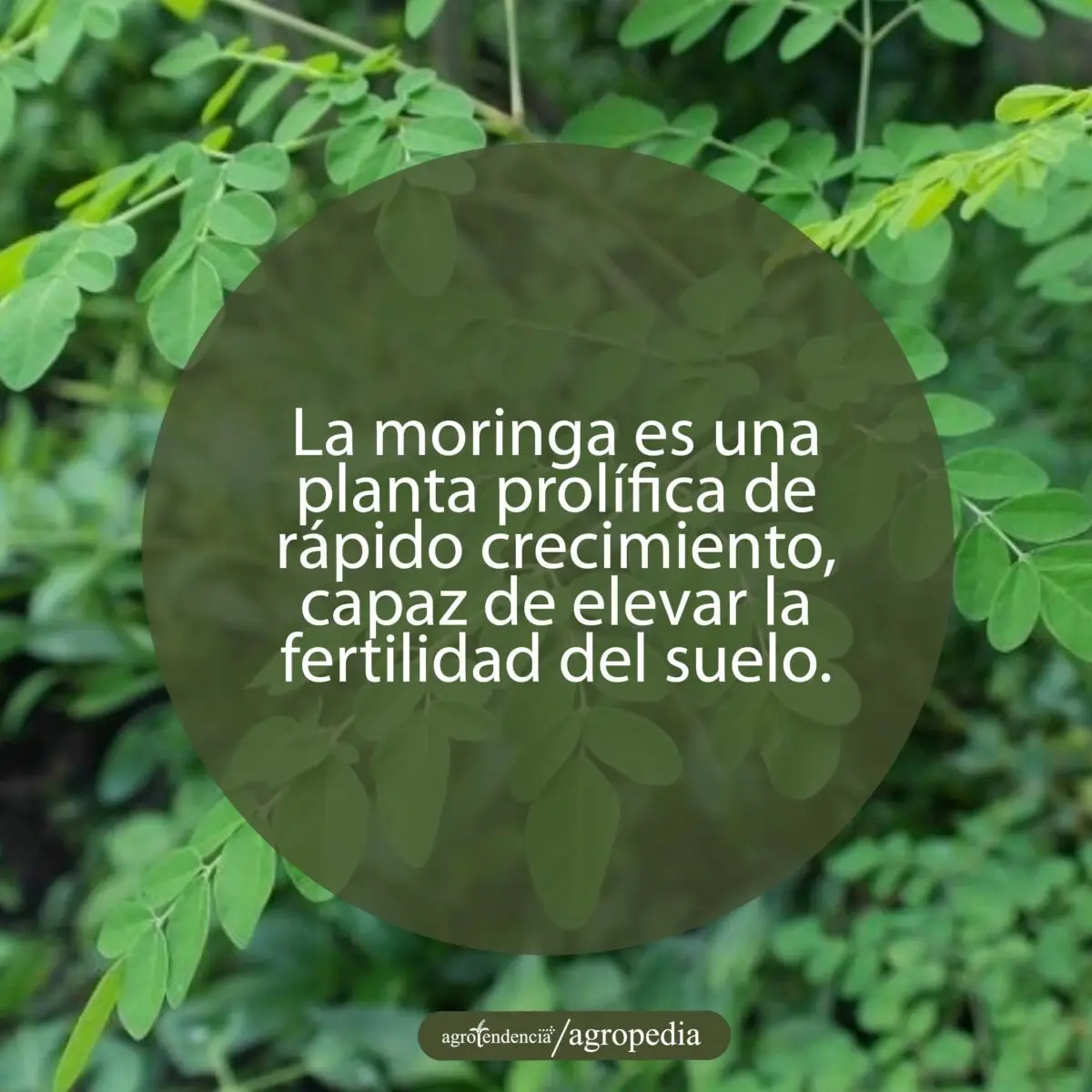 hojas de moringa
