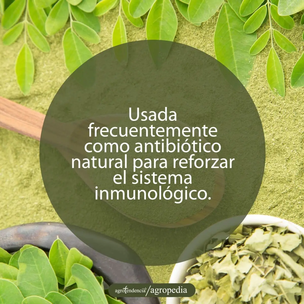 hojas y polvo de moringa