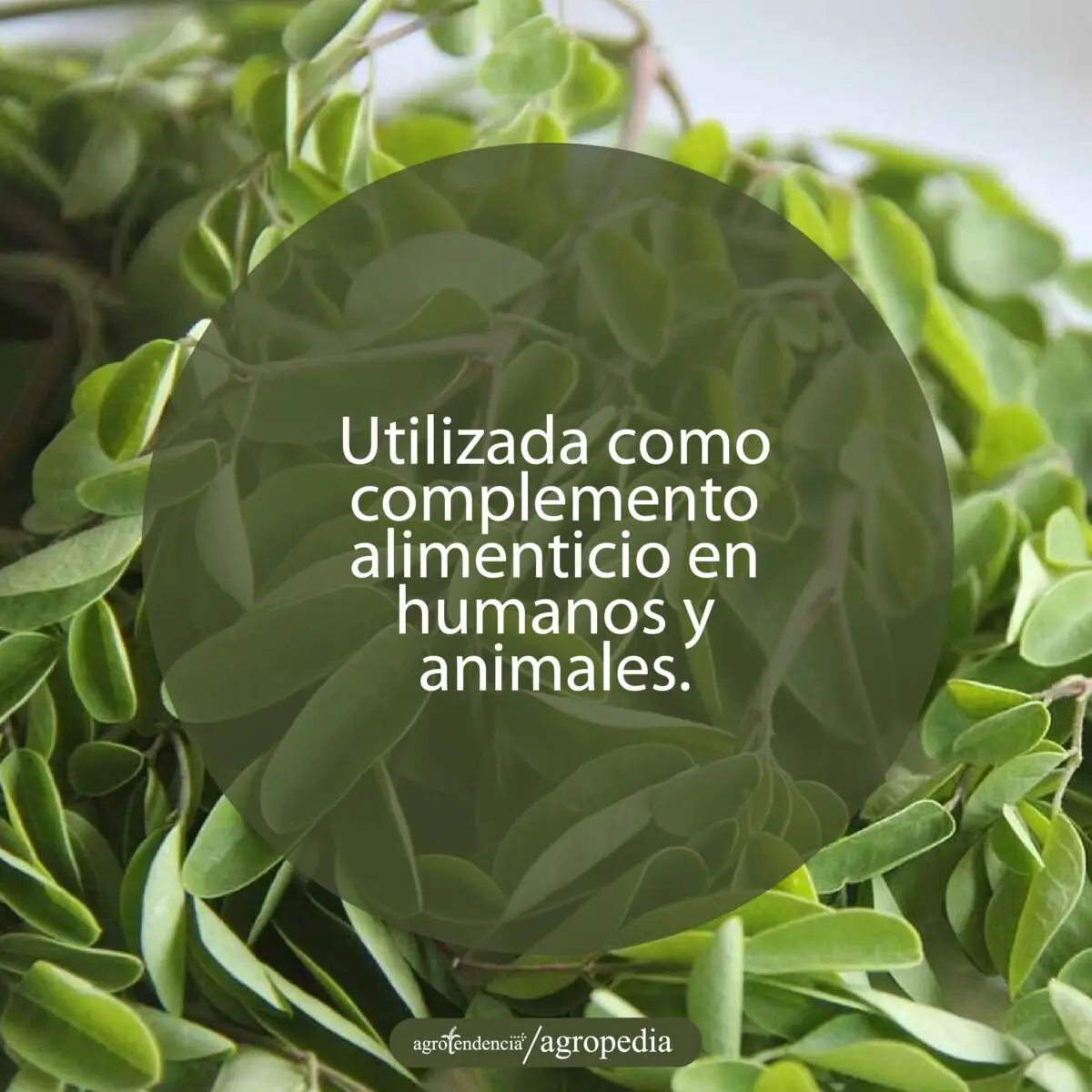 vista cercana de hojas de moringa