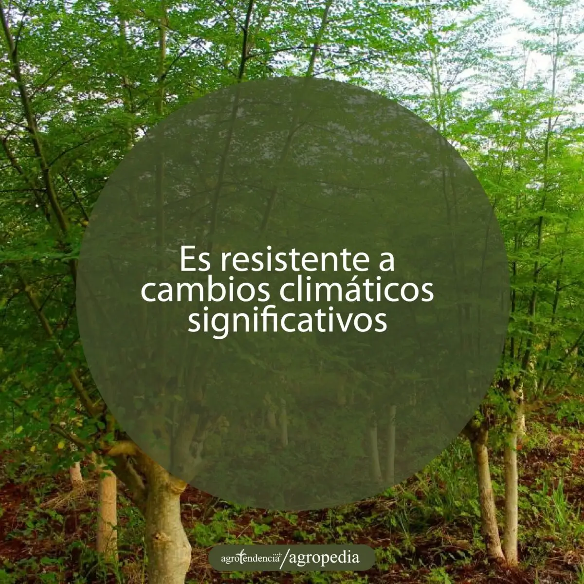 árboles de moringa