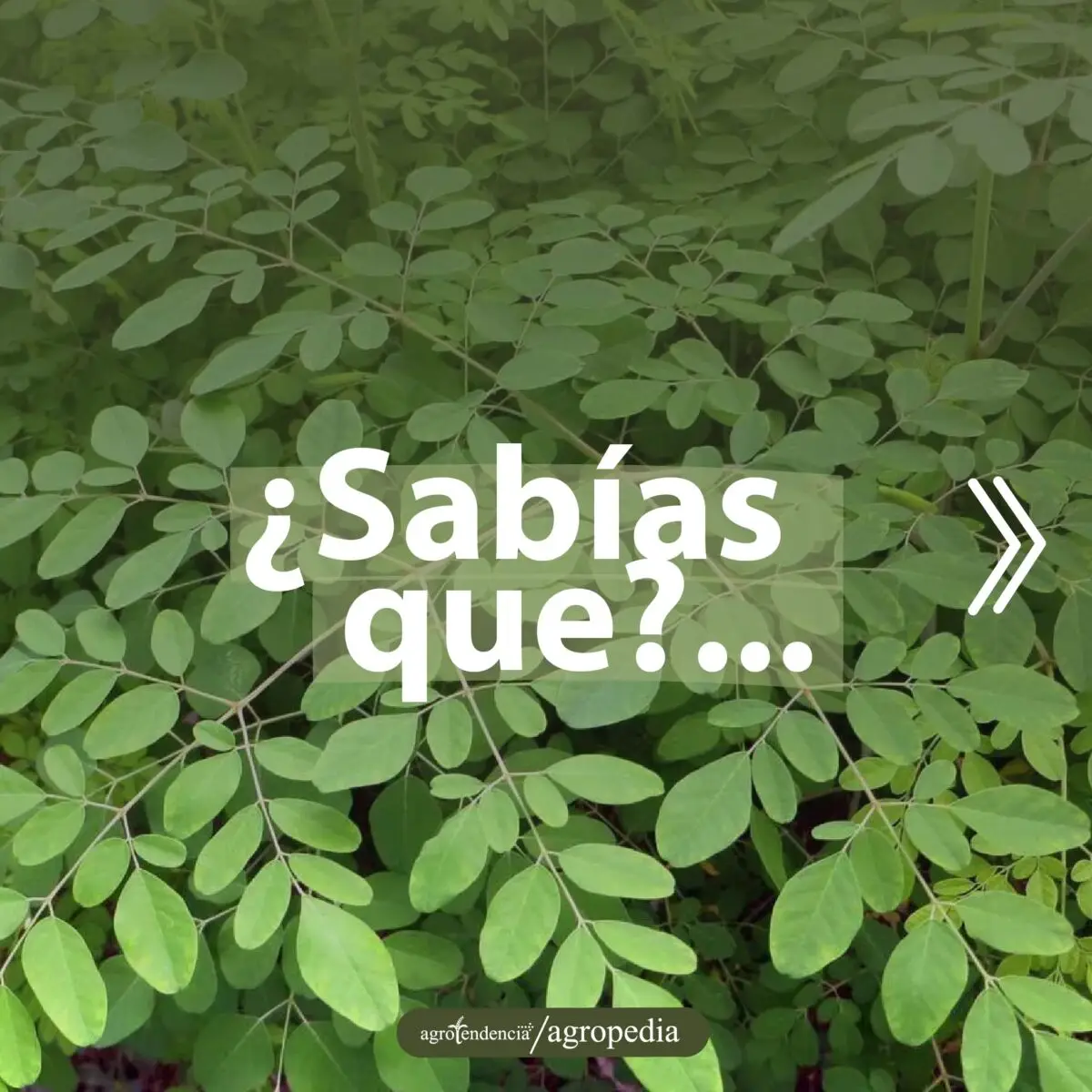 hojas de moringa