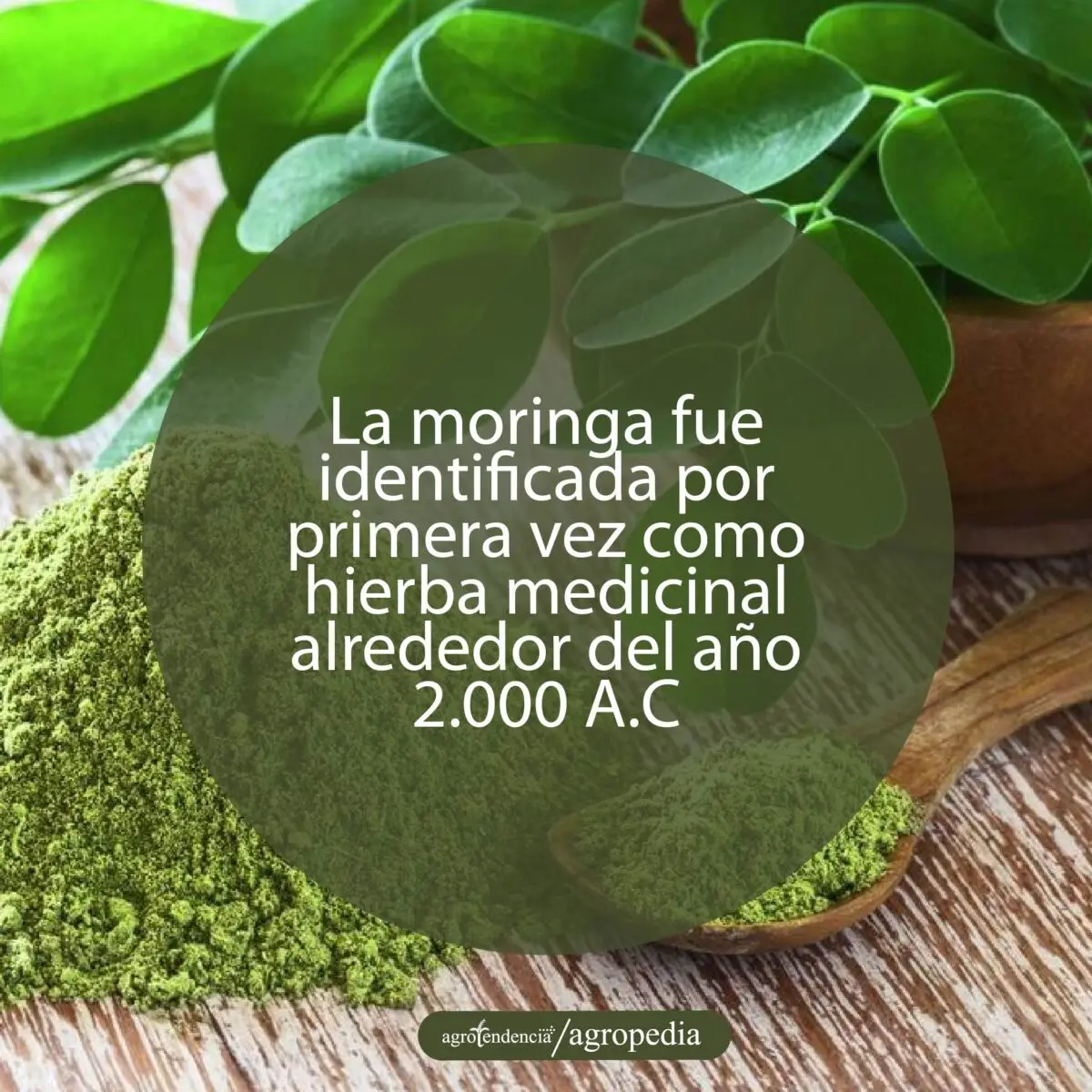 hojas de moringa en tazón y polvo verde de moringa