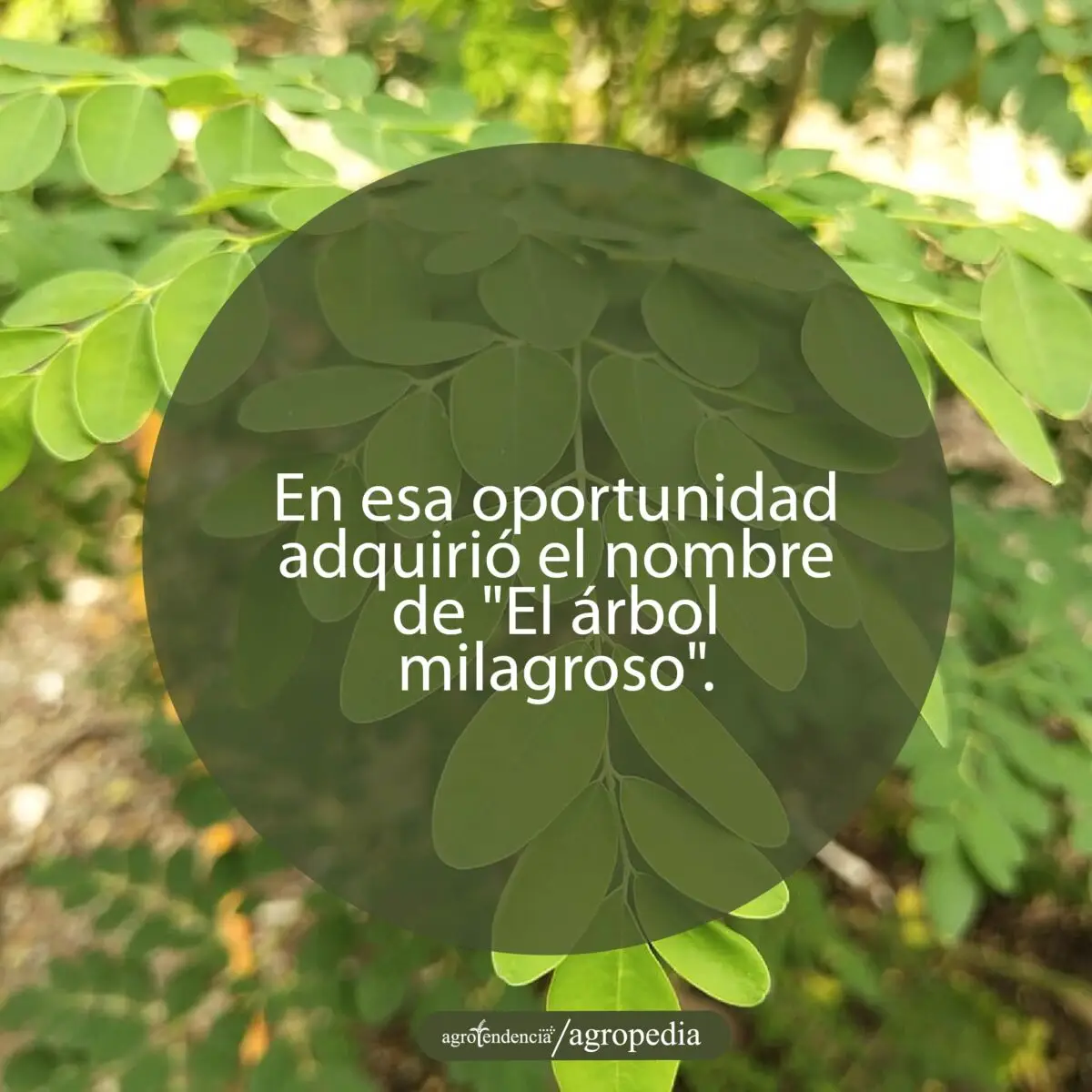 hojas de moringa