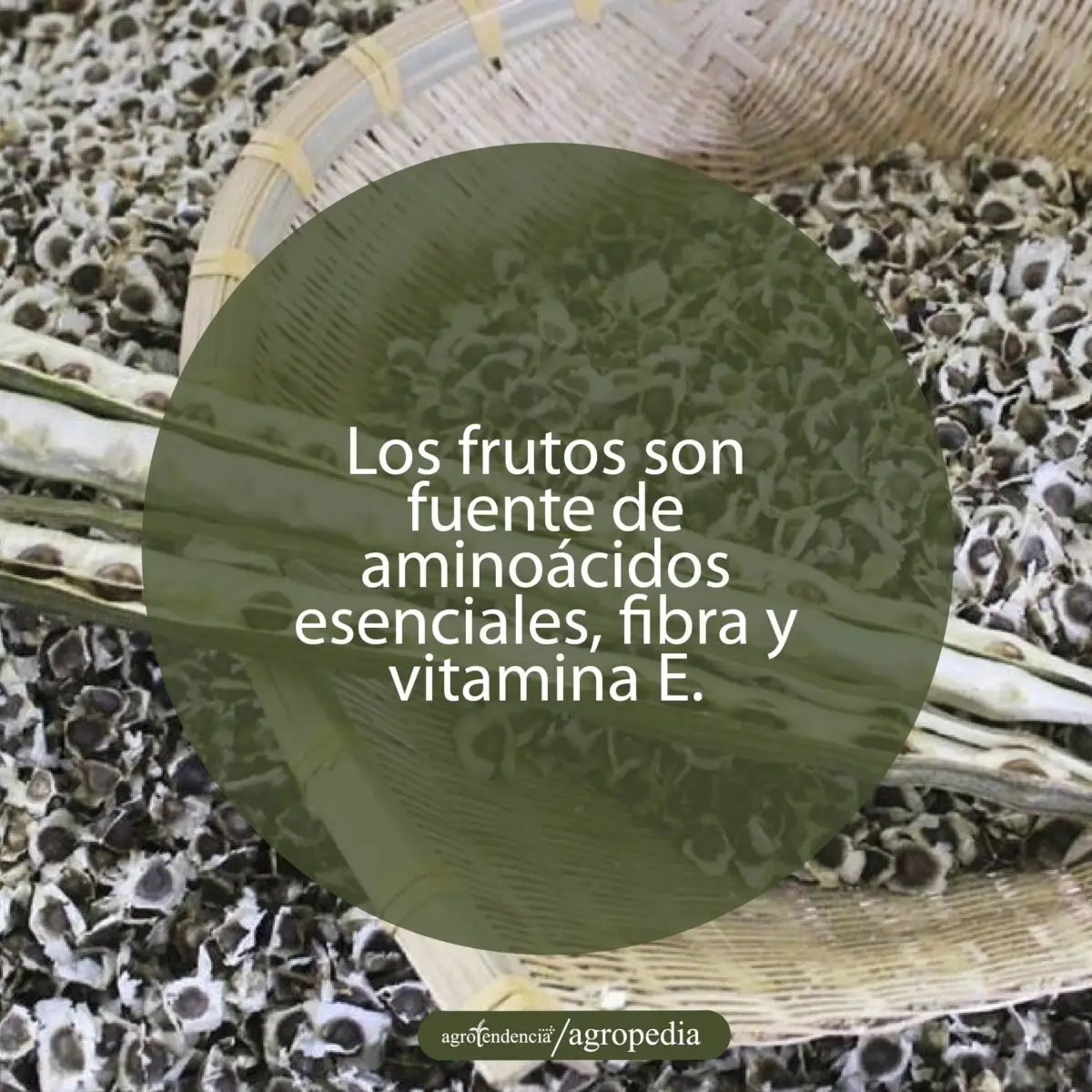 capsulas y semillas de moringa