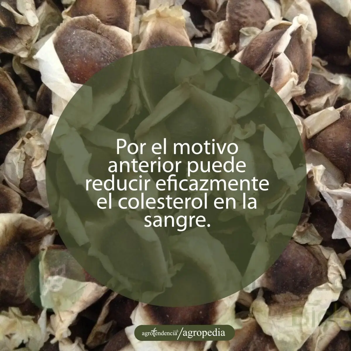 semillas de moringa