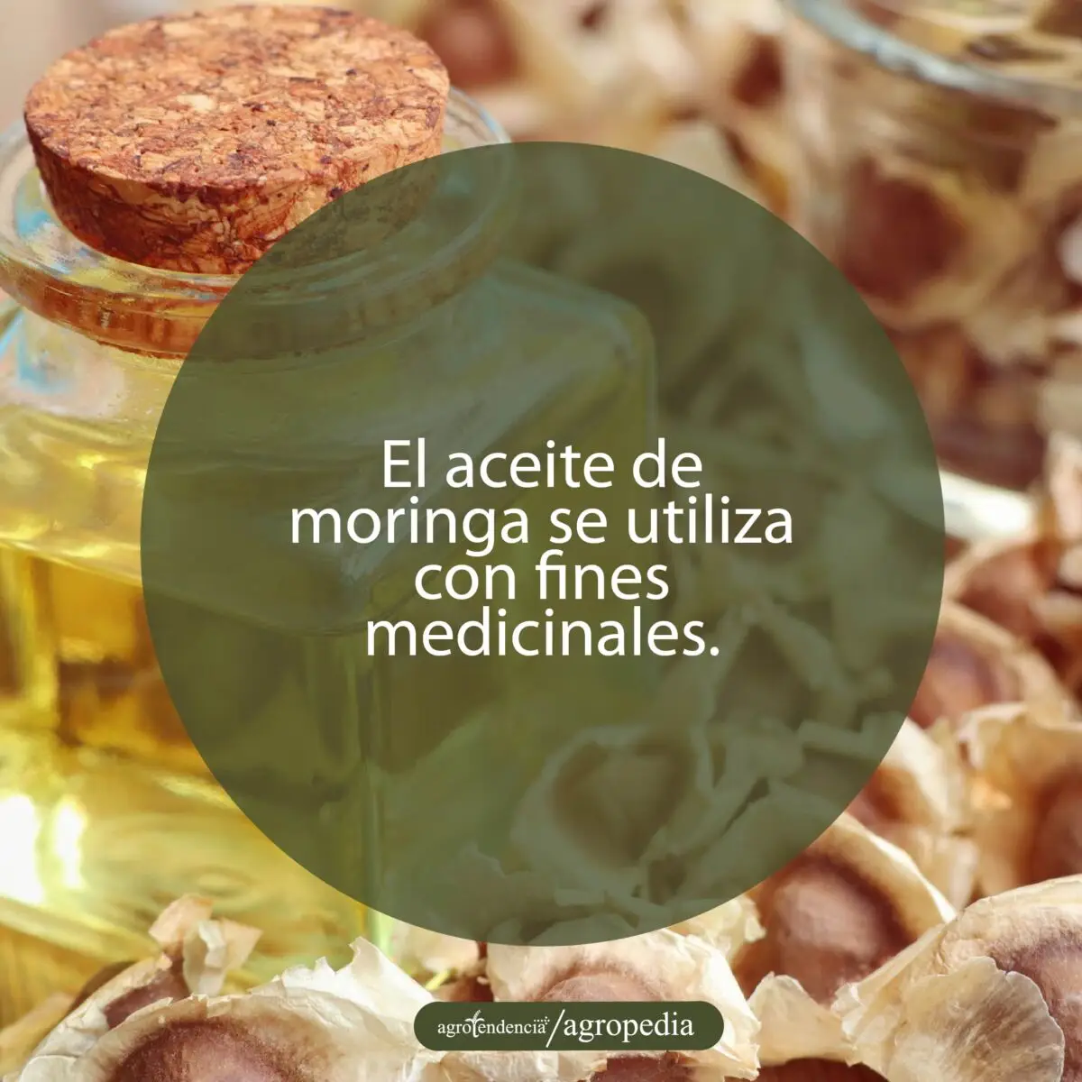 frasco de cristal con aceite de moringa y semillas de moringa alrededor