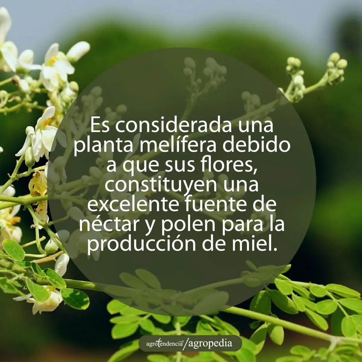 Flores y hojas de moringa