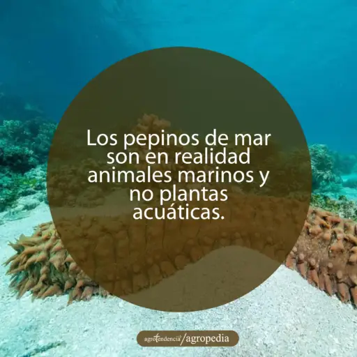 pepino de mar grande con protuberancias de color marrón sobre arena marina