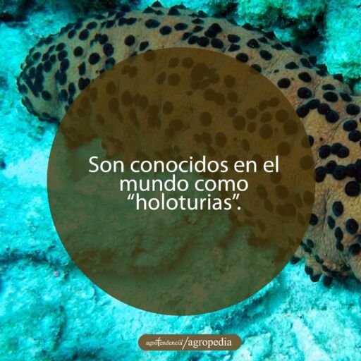 pepino de mar marron con puntos negros sobre arena marina