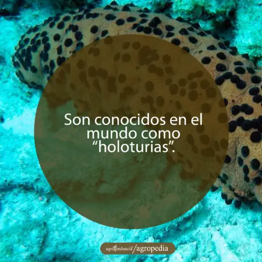 pepino de mar marron con puntos negros sobre arena marina