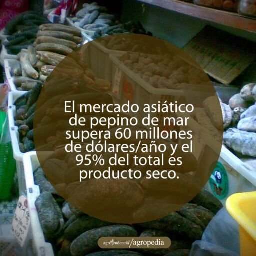 cestas de plásticos llenas de pepinos de mar