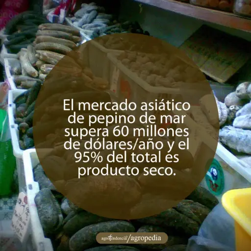 cestas de plásticos llenas de pepinos de mar