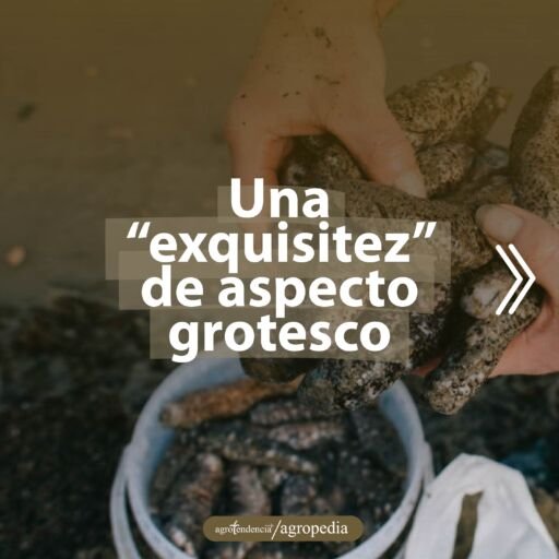 manos tomando de cubeta de plástico pepinos de mar