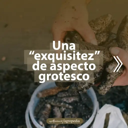 manos tomando de cubeta de plástico pepinos de mar