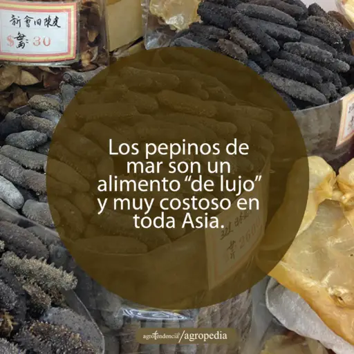 sacos plásticos llenos de pepinos de mar secos
