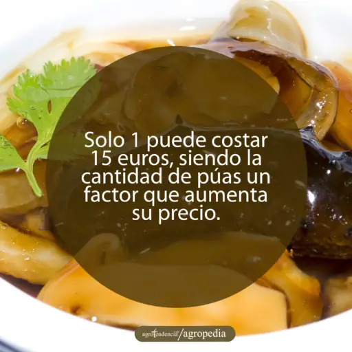 pepino de mar en lonjas