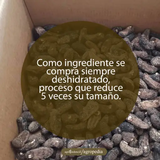 pepinos de mar secos dentro de una caja