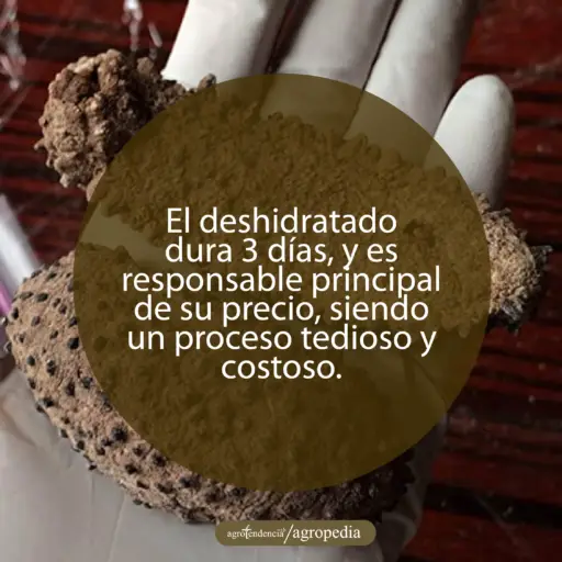 mano con pepinos de mar deshidratados