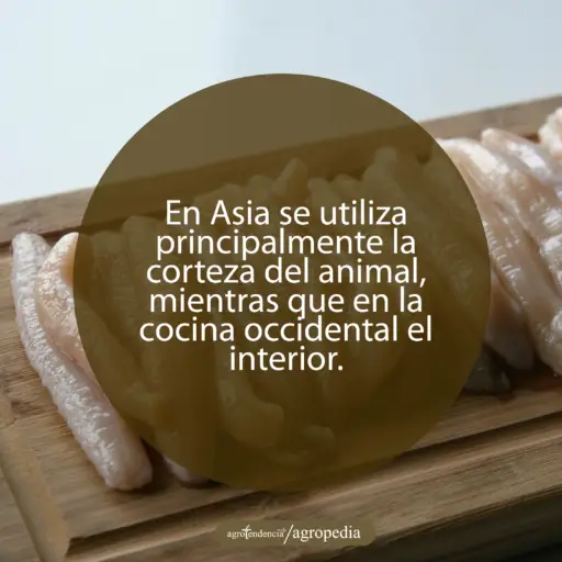 pepino de mar - que es pepino de mar