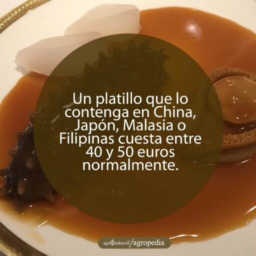 pepino de mar - que es pepino de mar