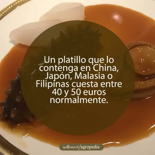 pepino de mar - que es pepino de mar